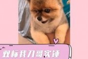 八哥爆料的赤犬是谁啊视频,八哥爆料赤犬身份之谜