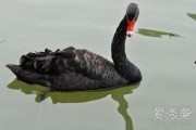 黑天鹅在线观看免费,免费在线观看，探索不可预测的奇迹世界