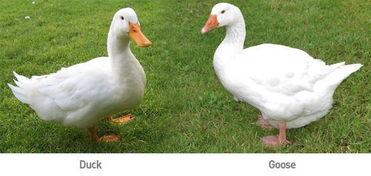 娱乐吃瓜鹅鸭,鹅鸭带你领略明星幕后故事